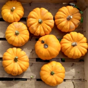 Organic Squash & Pumpkin Seeds