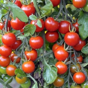 Organic Tomato Seeds