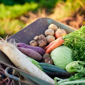 Organic Vegetable Seeds
