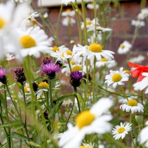 Our Flower Seed Ranges