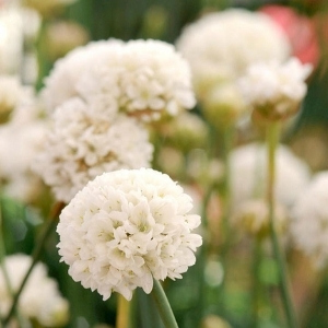 Perennial Patio Plants