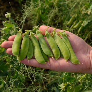 Pea Plants