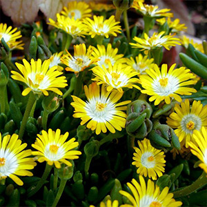 Border Perennials