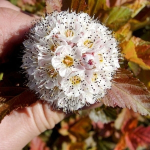 Physocarpus Plant