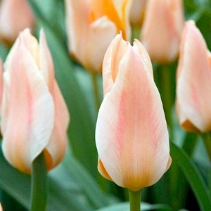 Pink, Red & Coral Bulbs