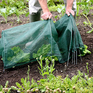 Plant Protection & Netting