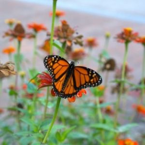 Plants for Butterflies