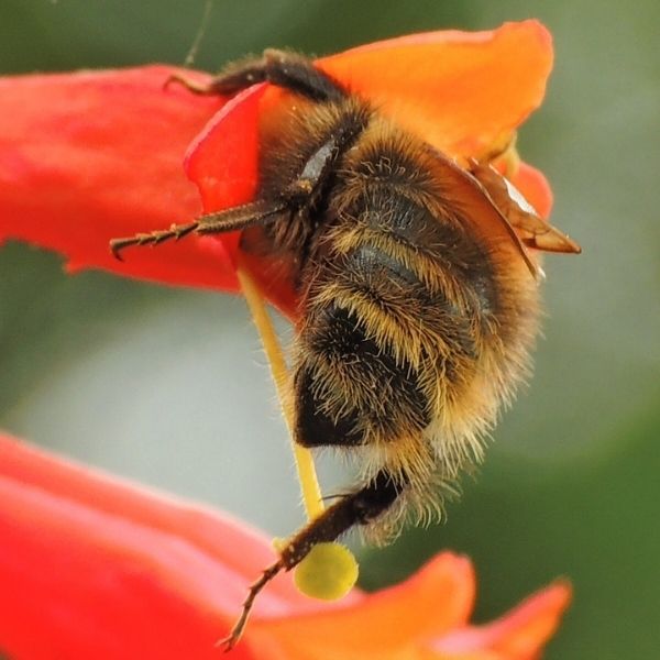 Plants for Bees