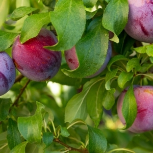 Plum Trees