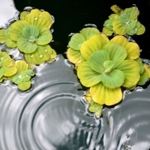 Pond & Aquatic Plants