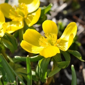 Potentilla Plant