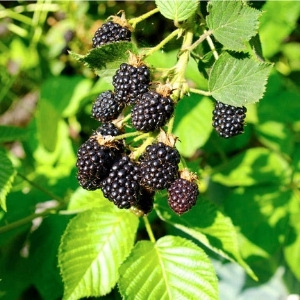 Potted Fruit Plants