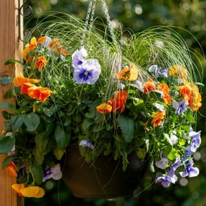 Pre-Planted Hanging Baskets