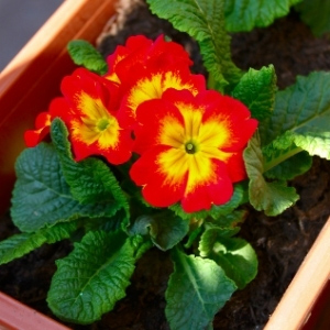 Primrose Plants