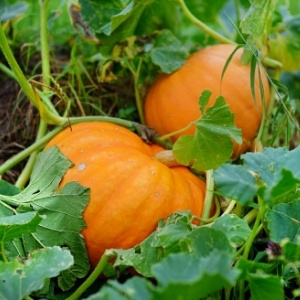 Pumpkin & Squash Plants