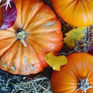 Pumpkin & Squash Seeds