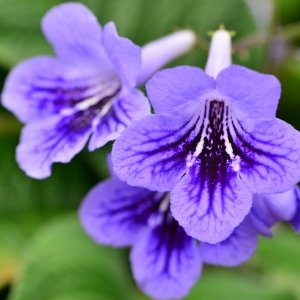 Purple Flowers