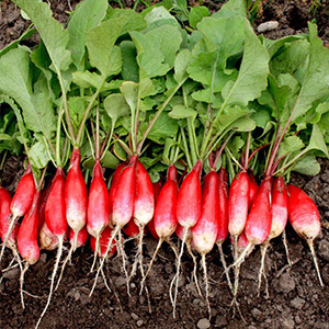 Radish Seeds