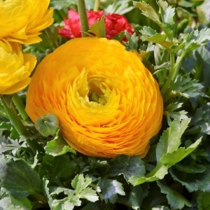 Ranunculus Bulbs