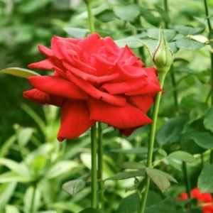 Red Flowers