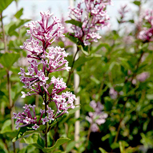 Repeat Flowering Shrubs