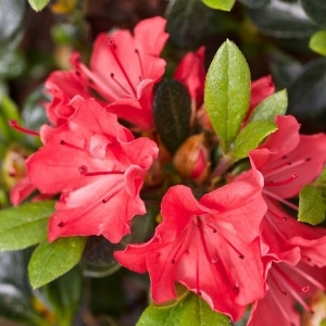 Rhododendron & Azalea Plants
