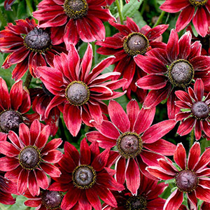 Rudbeckia Plants