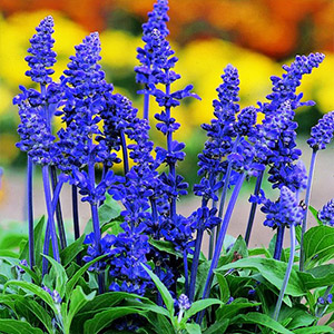 Salvia Plants