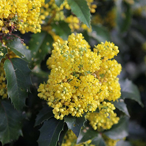 Scented Shrubs