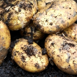 Second Early Seed Potatoes
