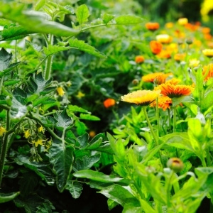 Companion Planting