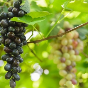 Grape Vine Plants