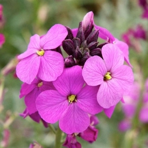 Shade Loving Perennials