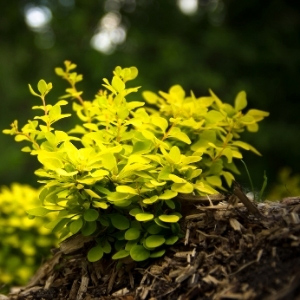 Garden Shrubs