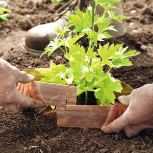 Slug & Snail Deterrents