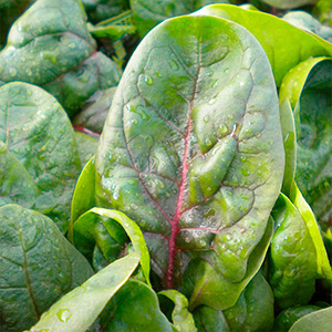 Spinach Seeds