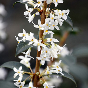 Spring Flowering Shrubs