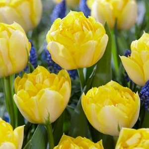 Spring Sunshine Shades Bulbs