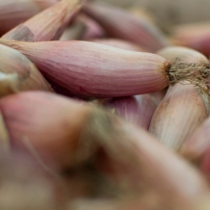 Spring Planting Onions & Shallots