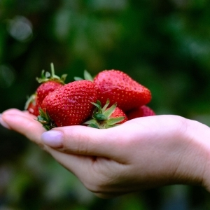 Strawberry Plants