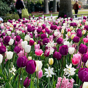 Summer Flowering Bulbs