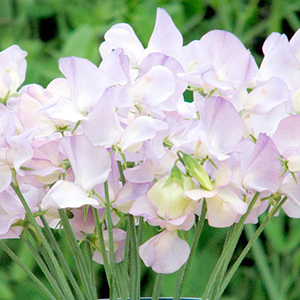 Sweet Pea Plants