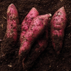 Sweet Potato Plants