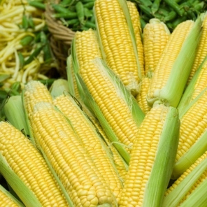Sweet Corn Seeds