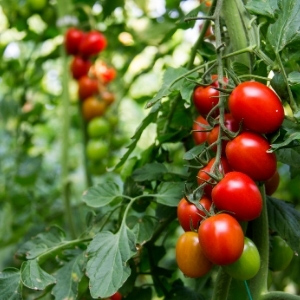 Tomato Plants