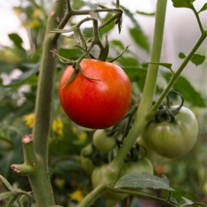 Tomato Seeds