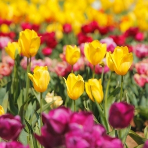 Mixed Colour Tulip Bulbs