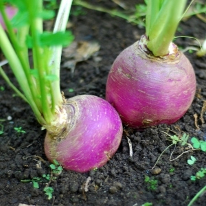 Turnip & Swede Seeds