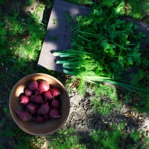 Veg To Plant By Month