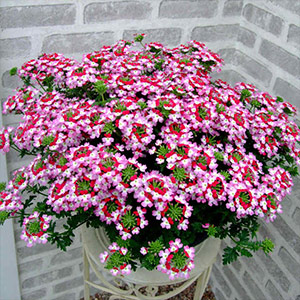 Verbena Plants